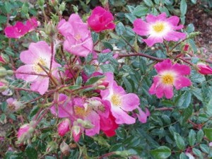 SCENTED CARPET (Ground cover)